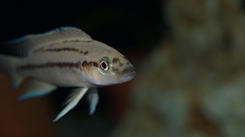 Neolamprologus longicaudatus 'Bilila (Kavala) Island'